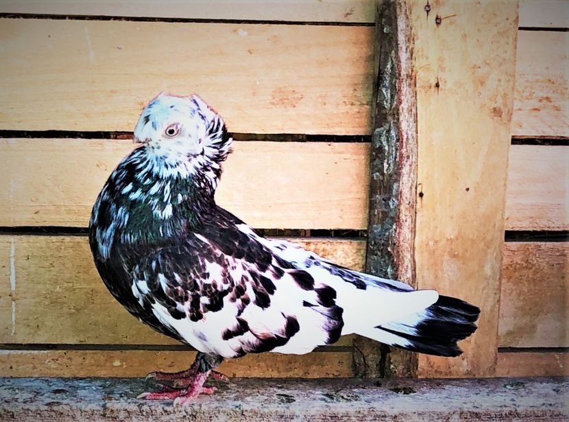 8697  mascul  2020 - Jucători Bimoțați de Ardeal