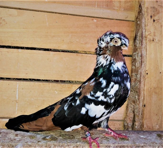 23089  mascul  2020 - 00001 porumbei dragi mie arhivă