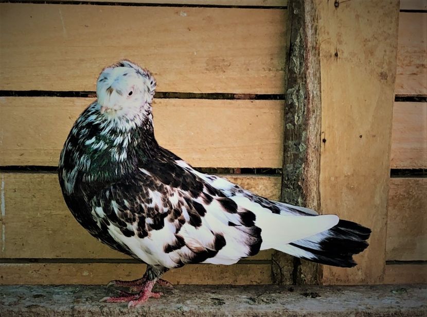 8697  mascul  2020 - A - perechi 2022