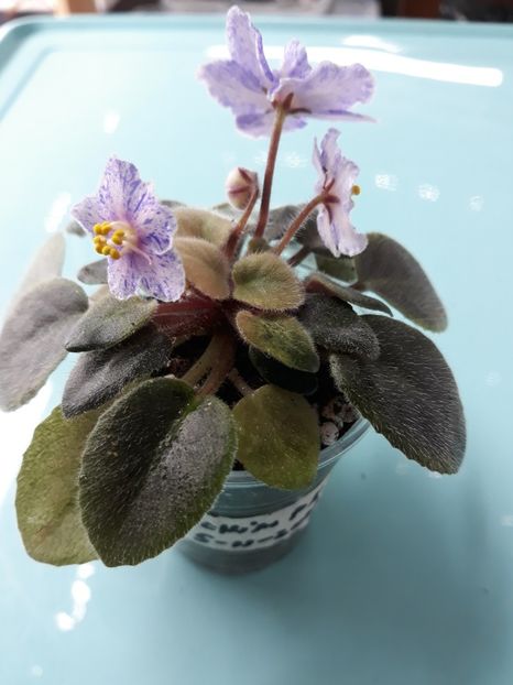  - Rob s Plaid Skirt zzz