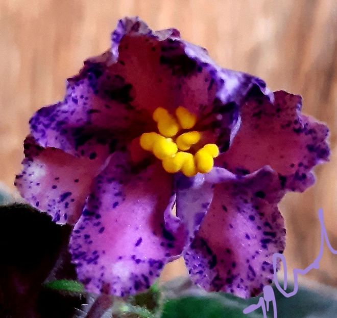 RS Serpantin - AA violete africane de colectie