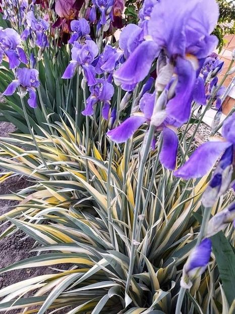 received_402532624933780 - Irisi