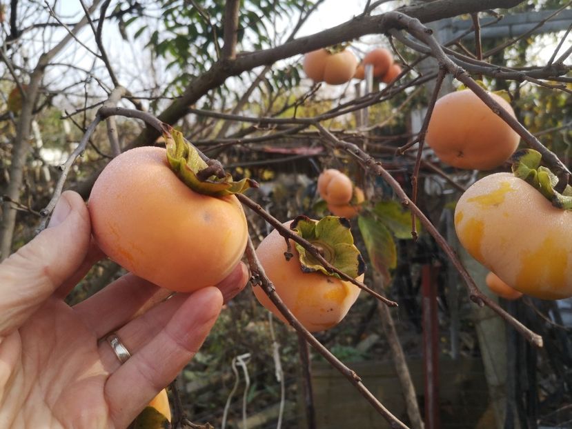 jiro - Arbori fructiferi 2021