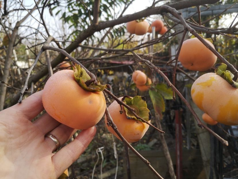  - Arbori fructiferi 2021