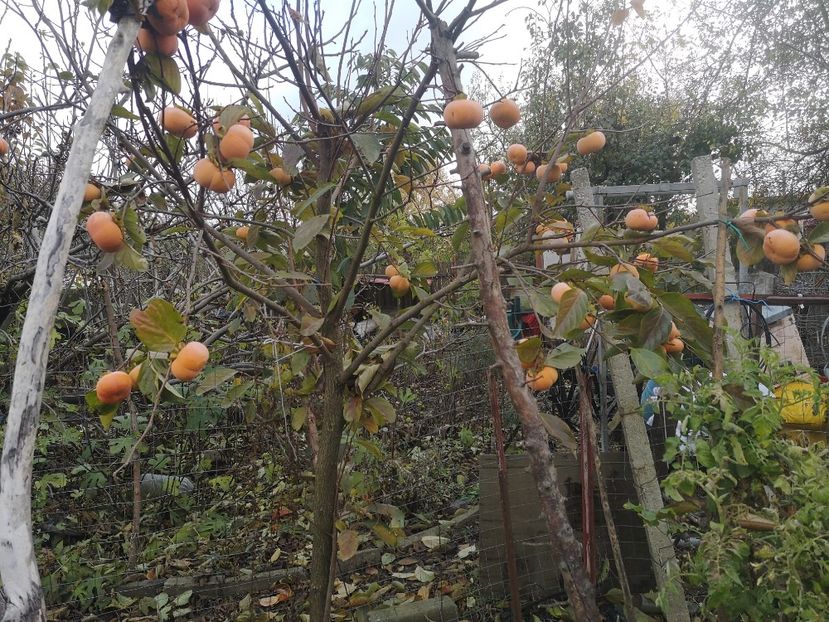  - Arbori fructiferi 2021