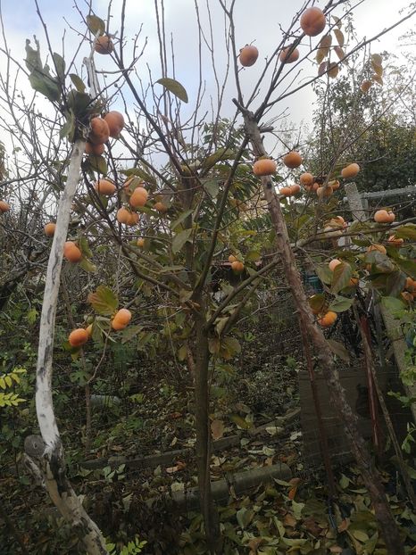  - Arbori fructiferi 2021