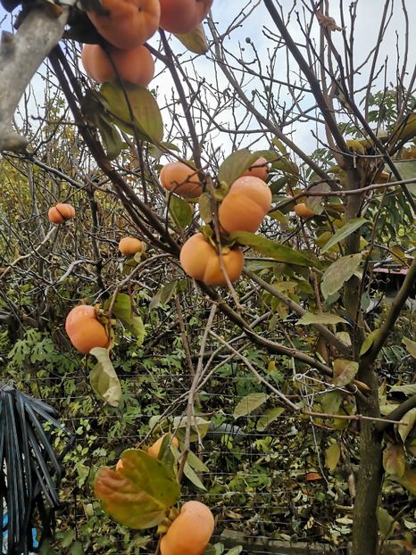  - Arbori fructiferi 2021