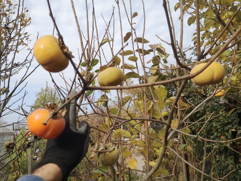 Sharon - Arbori fructiferi 2021