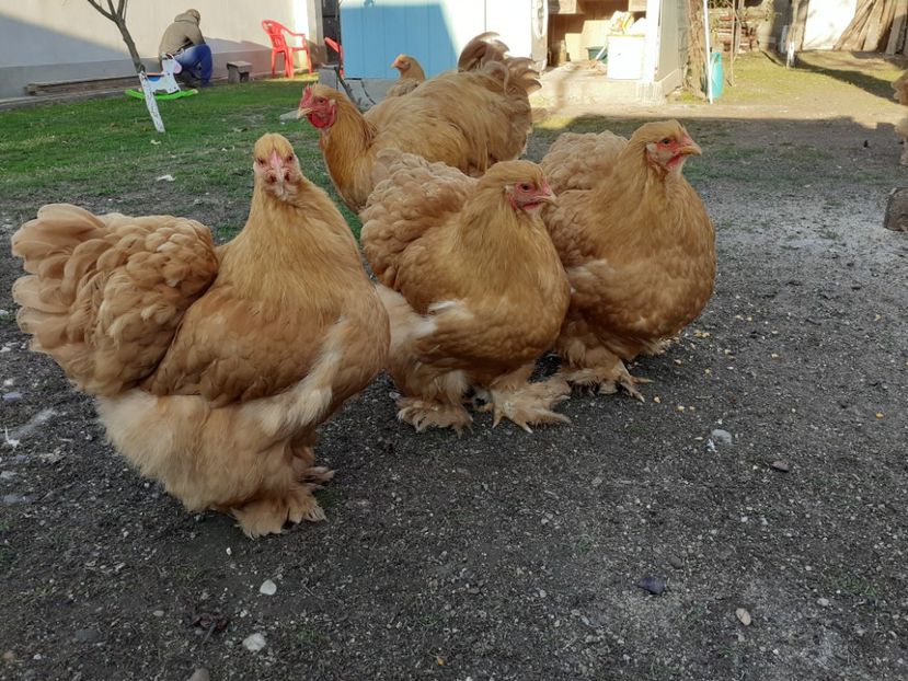  - Cochinchina Matcă 2022