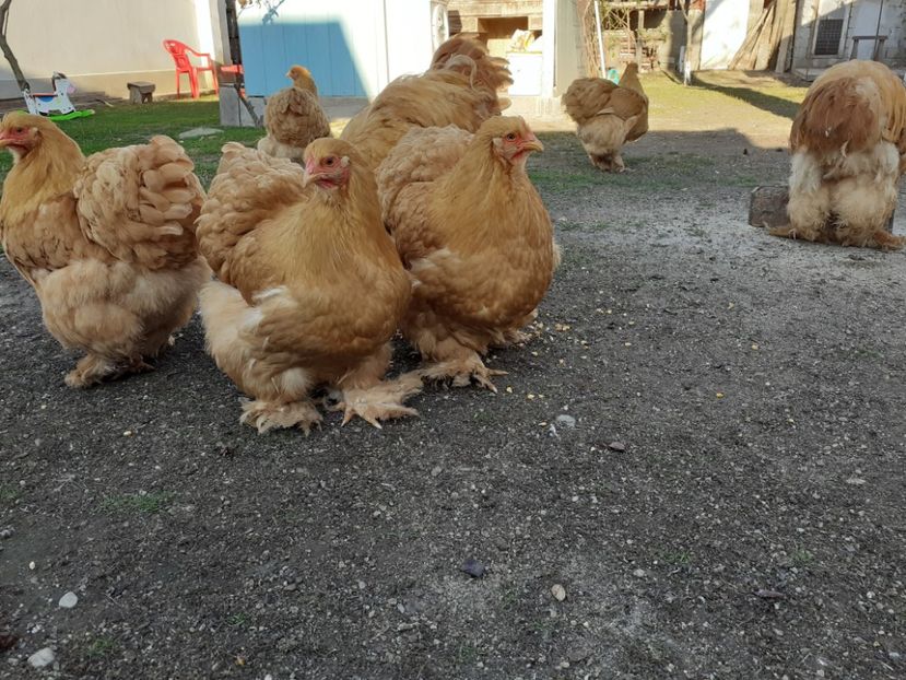  - Cochinchina Matcă 2022