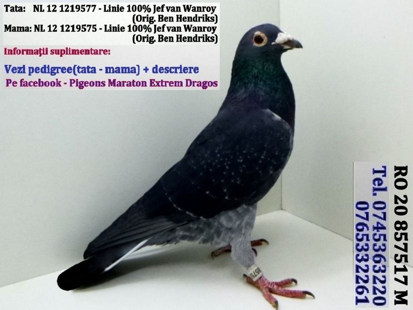 RO 20 857517 M  REZERVAT BUZAU 2 - ARHIVA