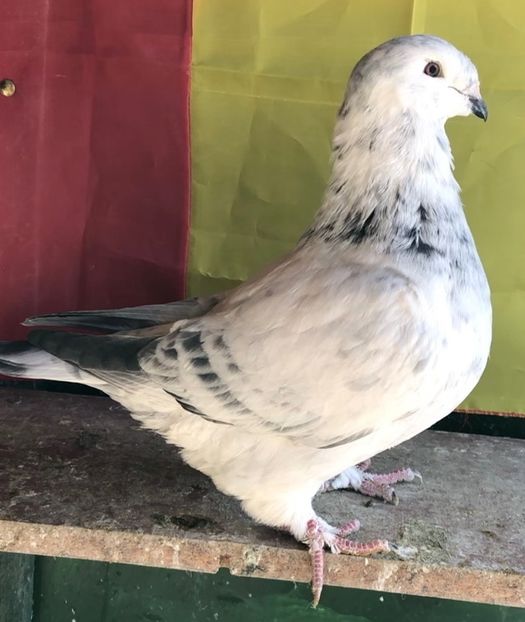 Fata 21 / trei luni - 00-CONTACT