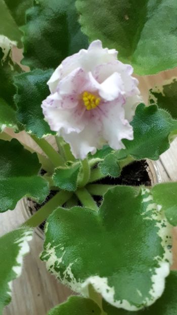  - ZZZLF-Moya Liubovj