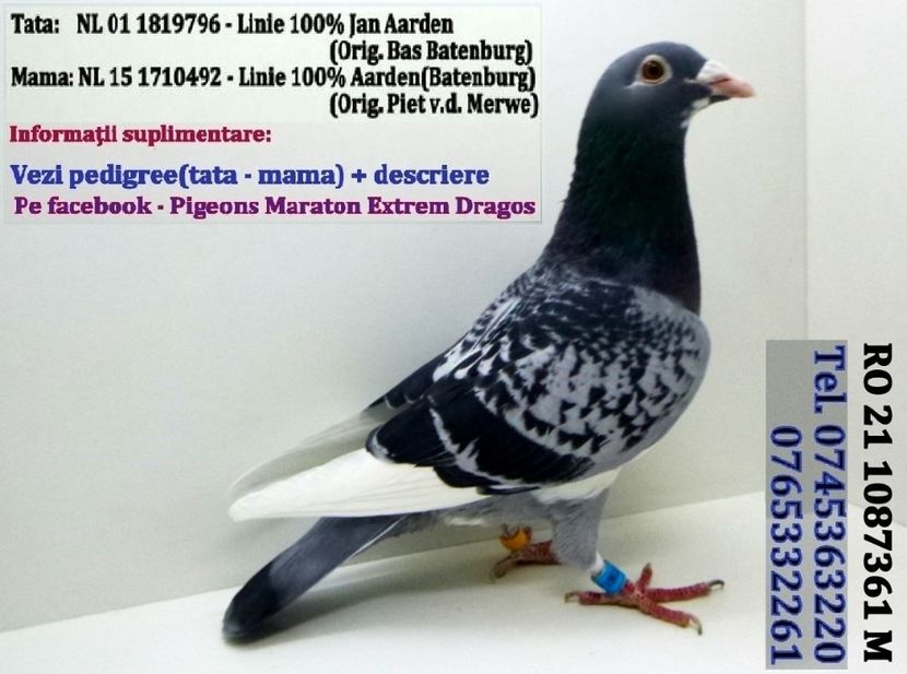 RO 21 1087361 M Pret  150 Lei  +  transportul - 1 PORUMBEI - MASCULI - DISPONIBILI DIN ANII 2016 2017 2018 2019 2020 2021