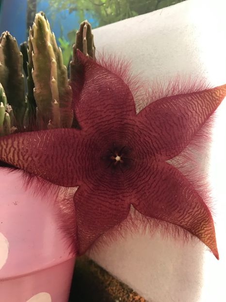 Stapelia Grandiflora - Cactusi si suculente