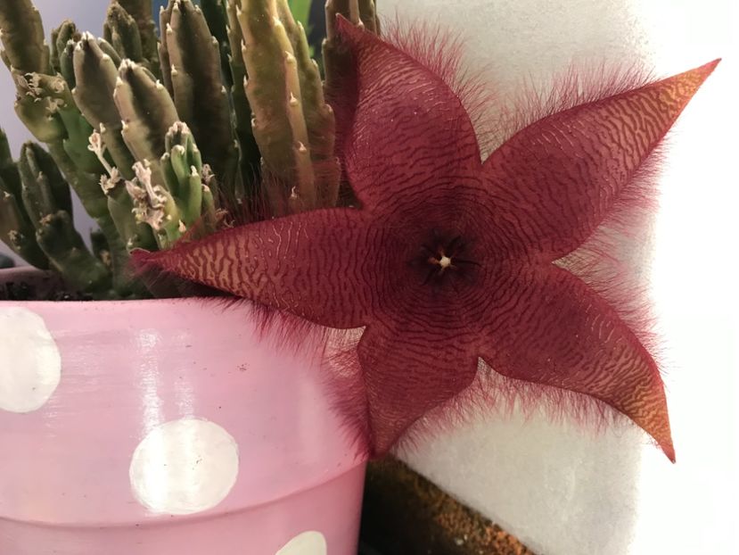 Stapelia Grandiflora - Cactusi si suculente