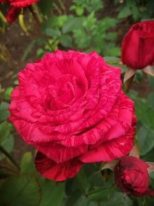  - Trandafir Theahibrid Red Intuition