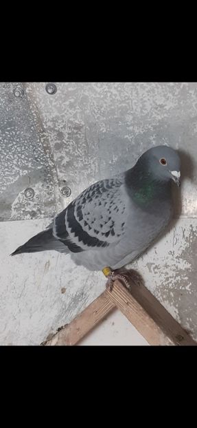 350 lei - 8-DE VANZARE