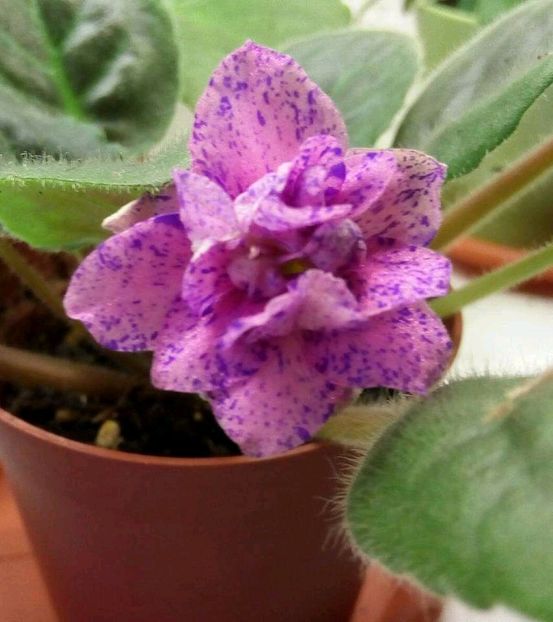 27'noiembrie 2017 - ZZZ___Cathedral