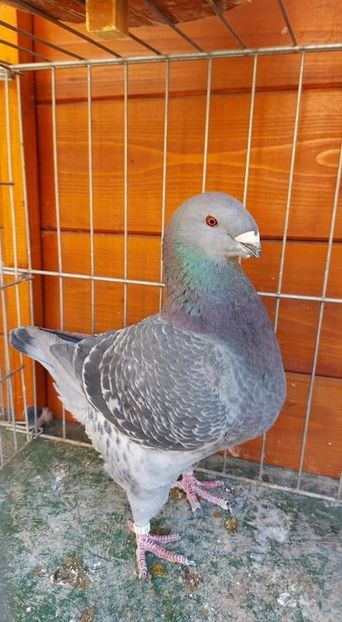 M 2021 H - Achizitii 2022