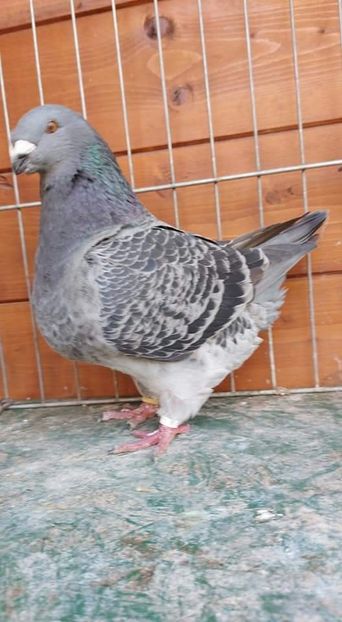 F 2021 - Tineret matca 2022