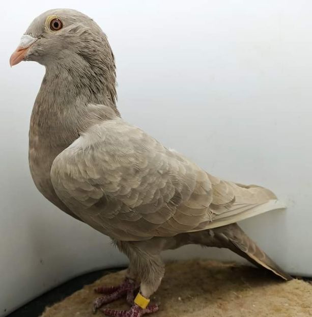  - Nu îmi aparțin 3