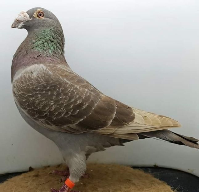  - Nu îmi aparțin 3