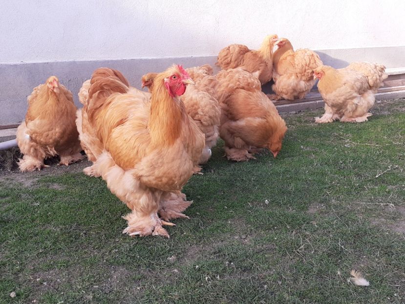  - Cochinchina Matcă 2022