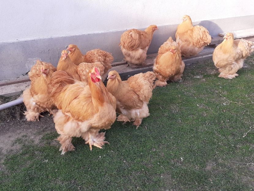  - Cochinchina Matcă 2022