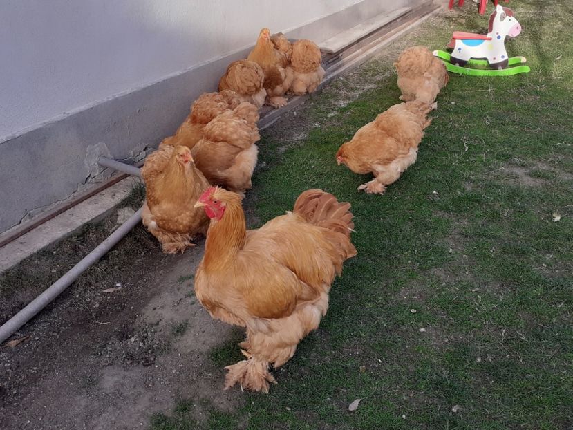  - Cochinchina Matcă 2022