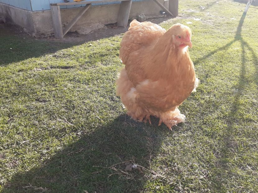  - Cochinchina Matcă 2022