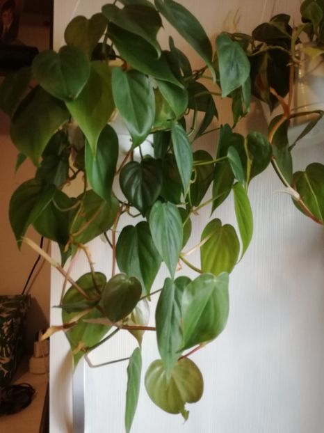  - Philodendron