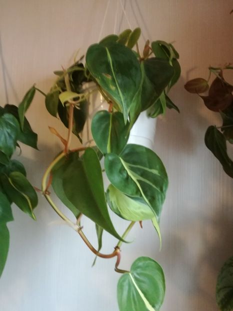  - Philodendron