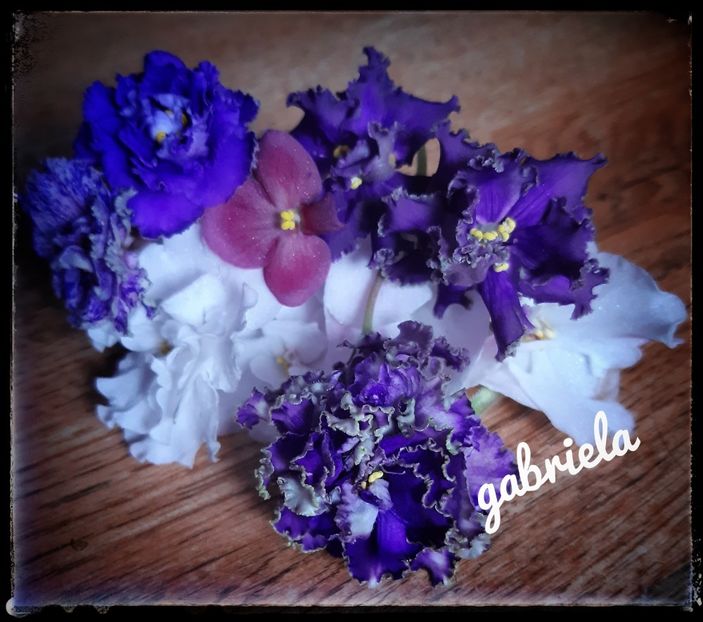  - AA grup violete