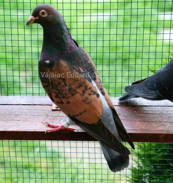  - Nu îmi aparțin 3