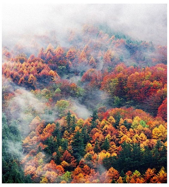 ♡ November 28 » „I m out on the edge and I m screaming my name, like a fool at the top - Tomnatic și nostalgic