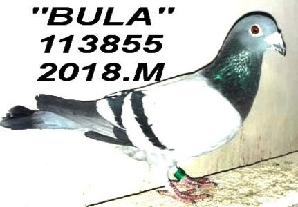 2018.113855.2018.M - Copy - 2 MATCA 2022