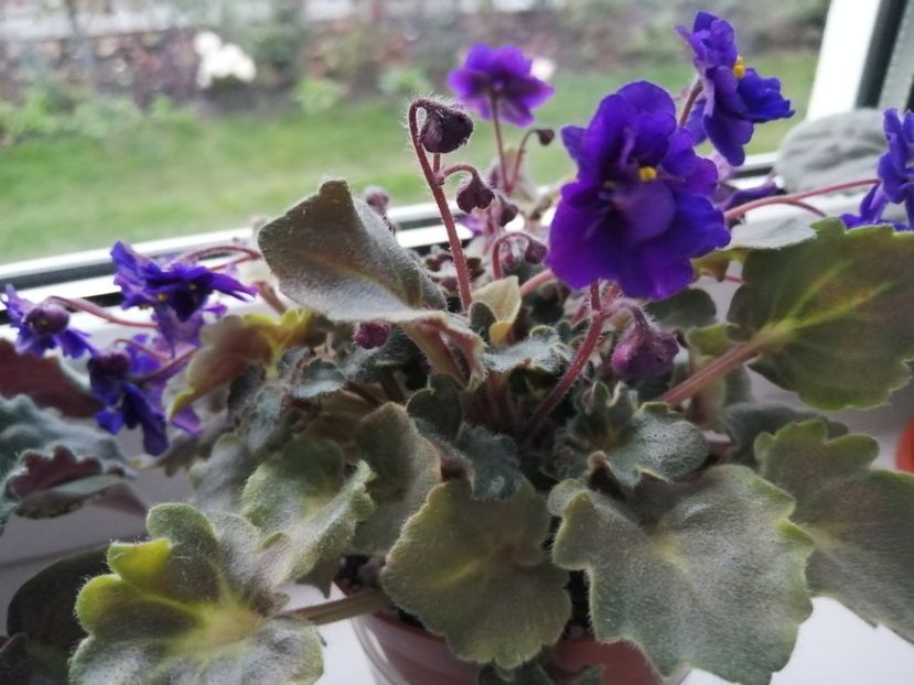  - Skagit VICTORY trail