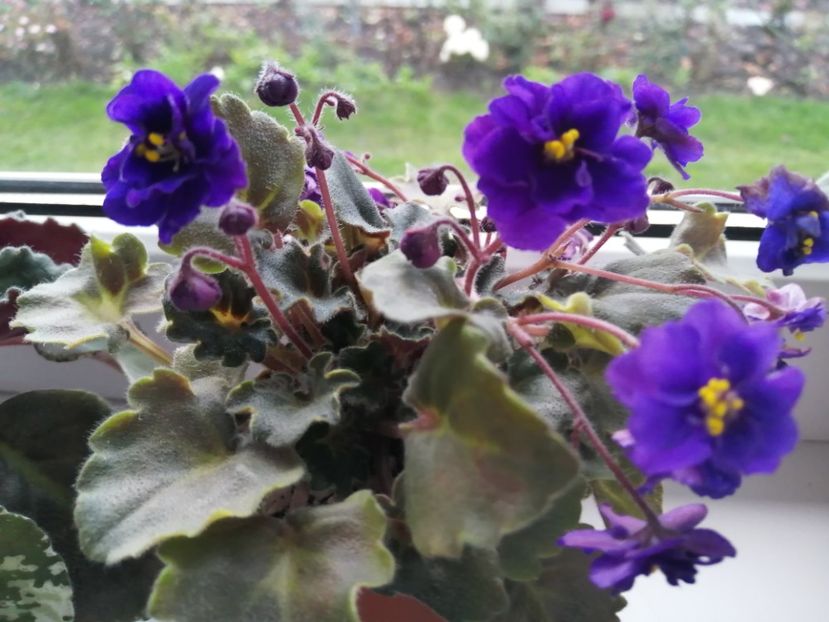  - Skagit VICTORY trail