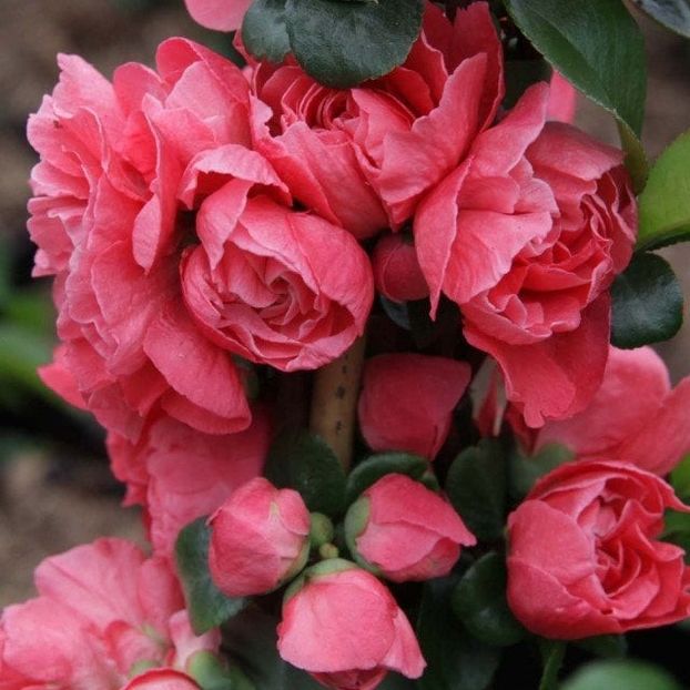 poza preluata - 0 Chaenomeles speciosa Pink Storm fara spini Gutui japonez ornamental nu face fructe