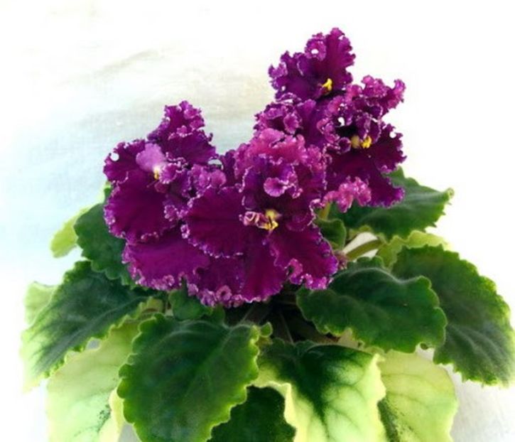 LE  Nikita - LE Nikita