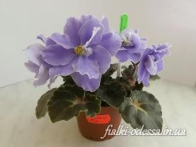 Kingwood Blue - Kingwood Blue