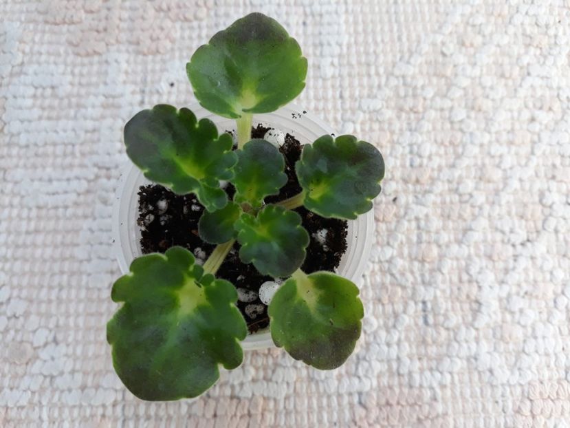 29 nov - Kingwood Blue