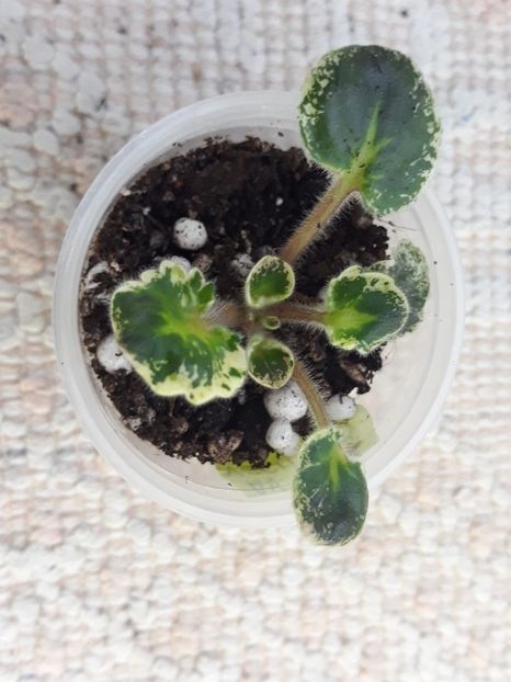 29 nov - AV Vechnostj