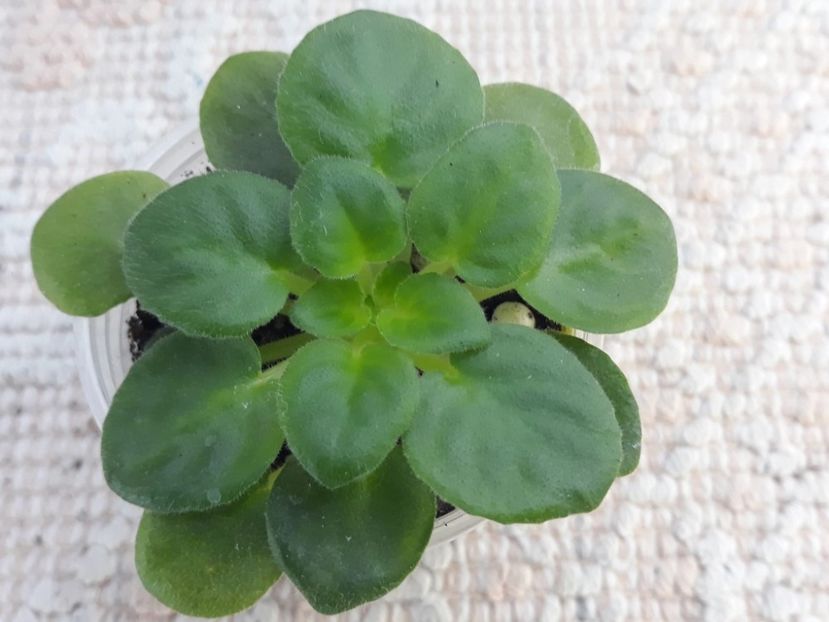 29 nov - Mac s Whazzaat