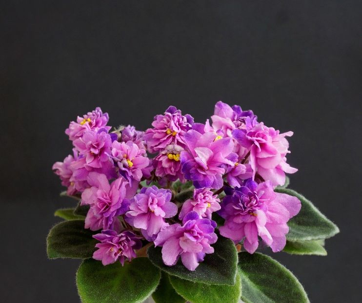 Allegro Paisley Pony - Allegro Paisley Pony