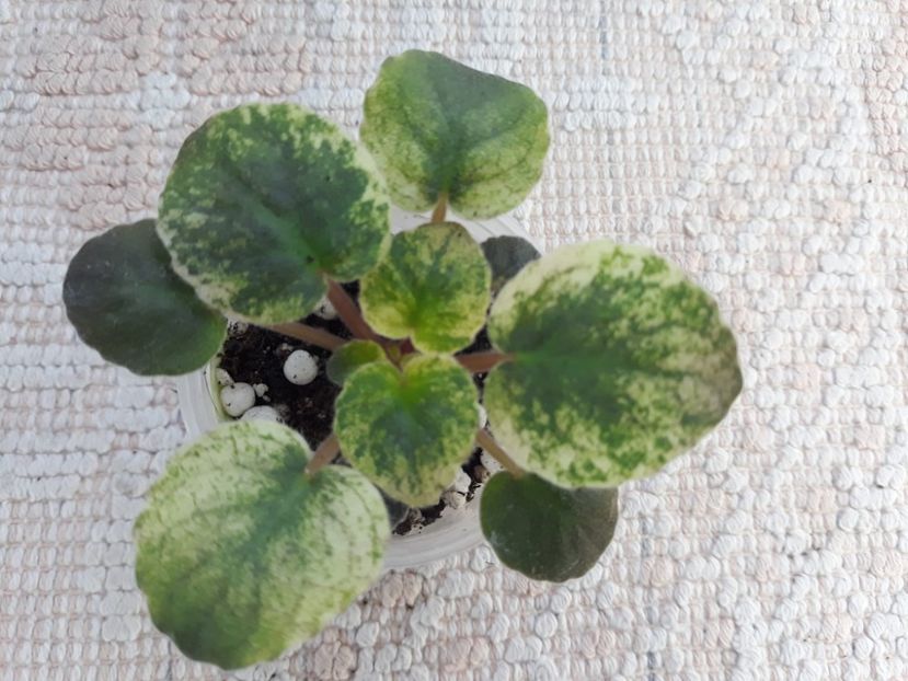 29 nov - SV Gorod Sevastopoljv