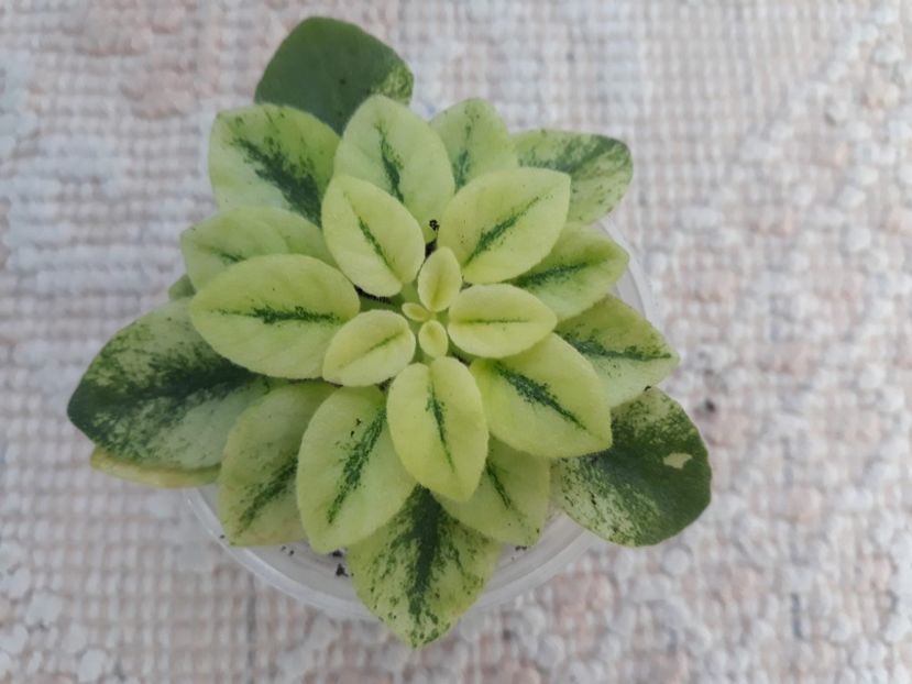 29 nov - Jolly Andrea