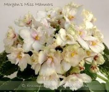 Morgan`s Miss Manners - Morgan s Miss Manners