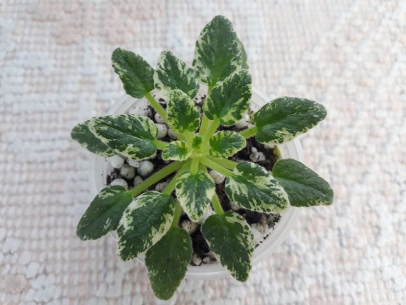 29 nov - Morgan s Miss Manners